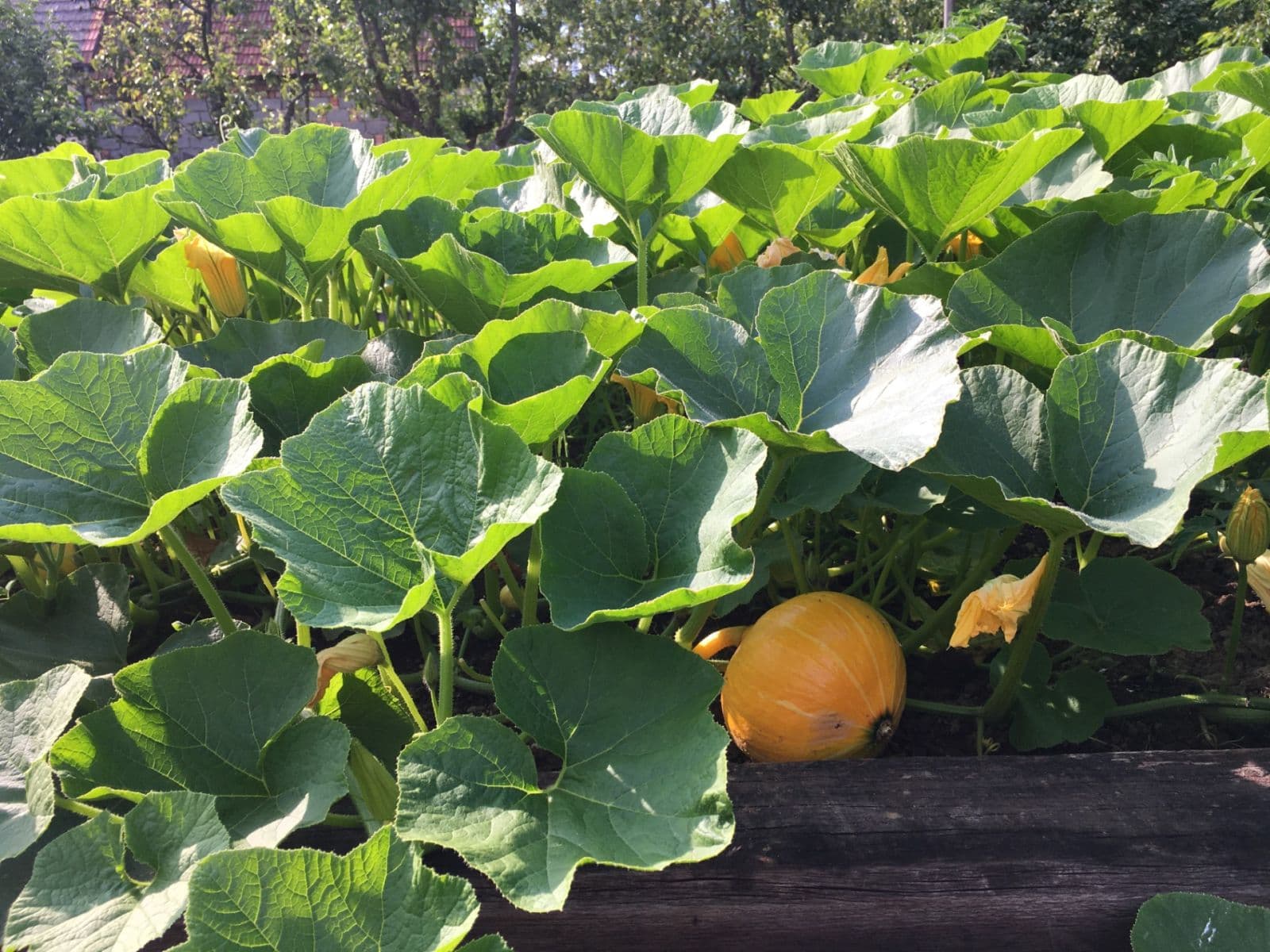 Predaj rekreačného objektu 853 m², pozemek 853 m², Nová Lhota, Jihomoravský kraj Predaj rekreačného objektu 853 m², pozemek 853 m², Nová Lhota, Jihomoravský kraj