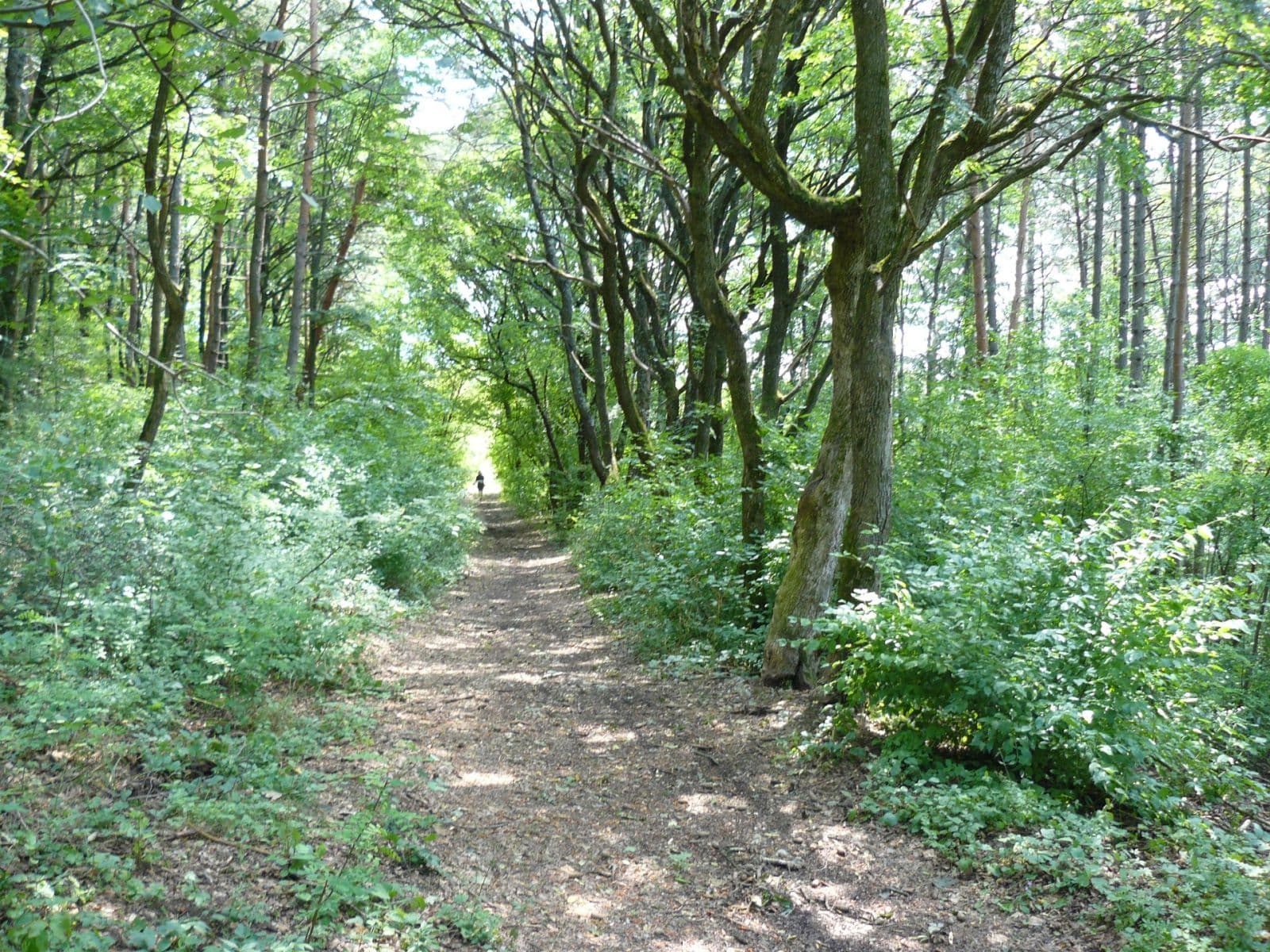 Predaj pozemku 13.139 m², Lubina, Trenčiansky kraj Predaj pozemku 13.139 m², Lubina, Trenčiansky kraj