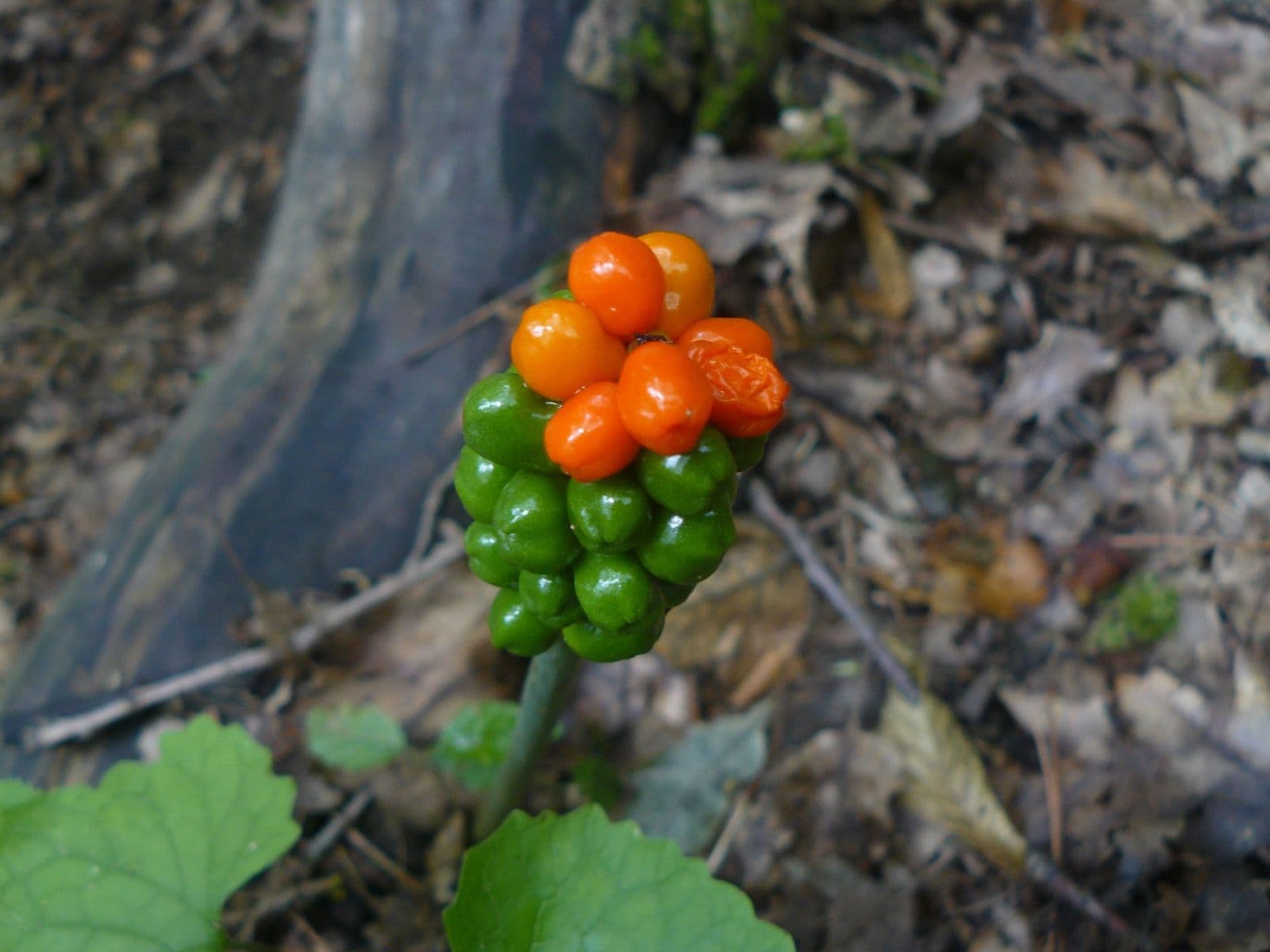 Predaj pozemku 13.139 m², Lubina, Trenčiansky kraj Predaj pozemku 13.139 m², Lubina, Trenčiansky kraj