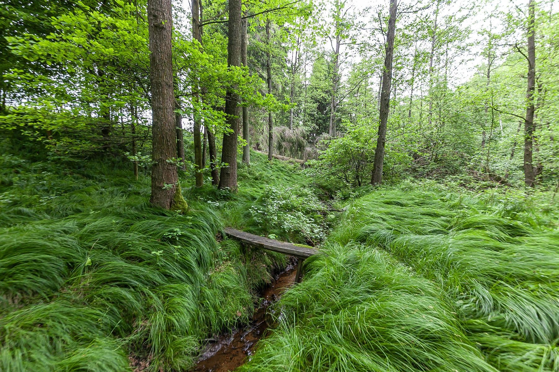 Predaj pozemku 14.573 m², Předlánce, Višňová, Liberecký kraj Predaj pozemku 14.573 m², Předlánce, Višňová, Liberecký kraj