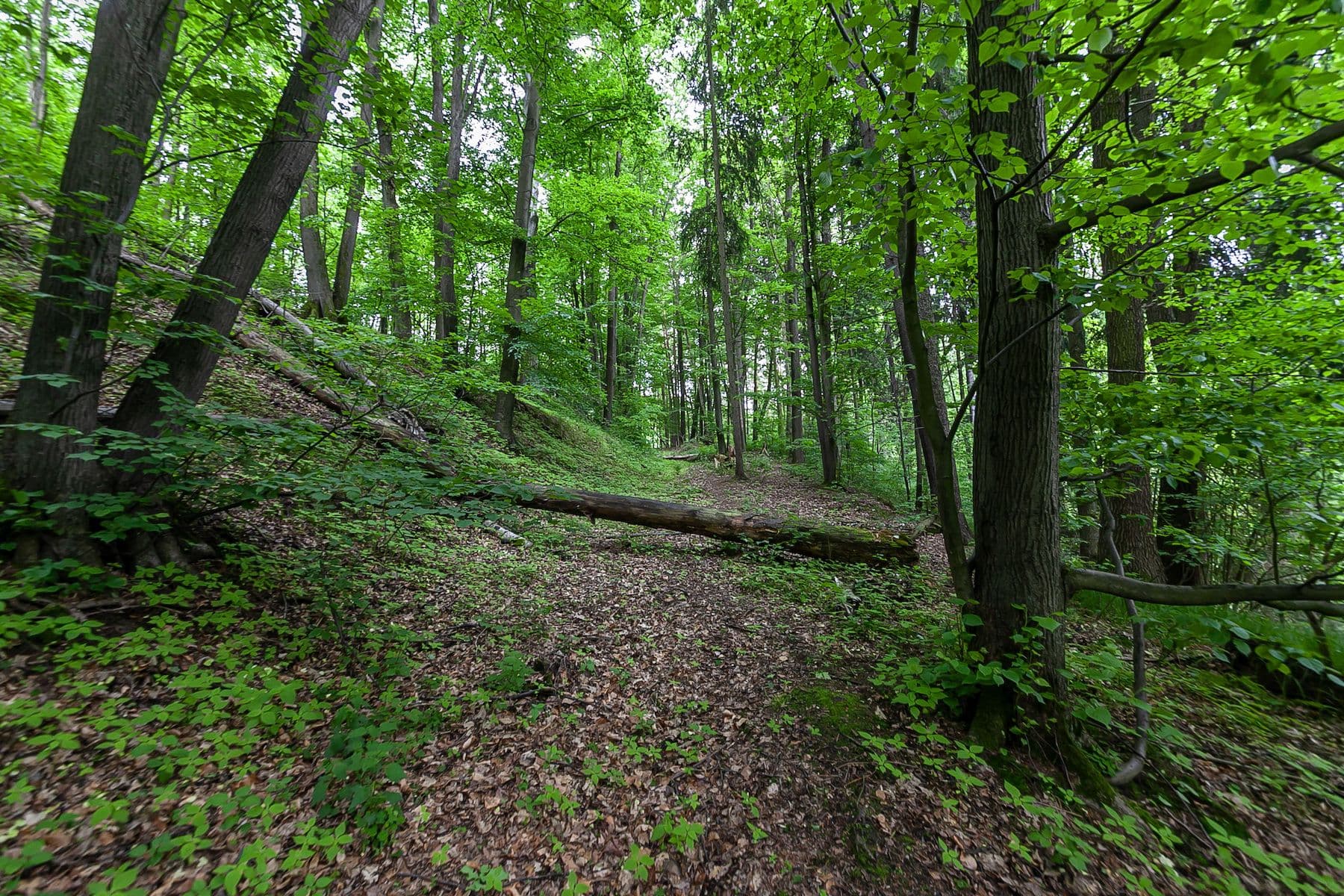 Predaj pozemku 14.573 m², Předlánce, Višňová, Liberecký kraj Predaj pozemku 14.573 m², Předlánce, Višňová, Liberecký kraj