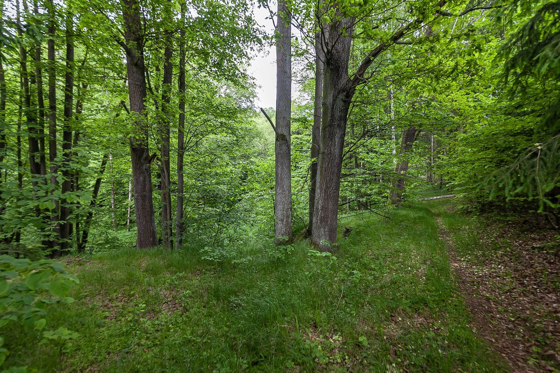 Predaj pozemku 33.624 m², Předlánce, Višňová, Liberecký kraj Predaj pozemku 33.624 m², Předlánce, Višňová, Liberecký kraj