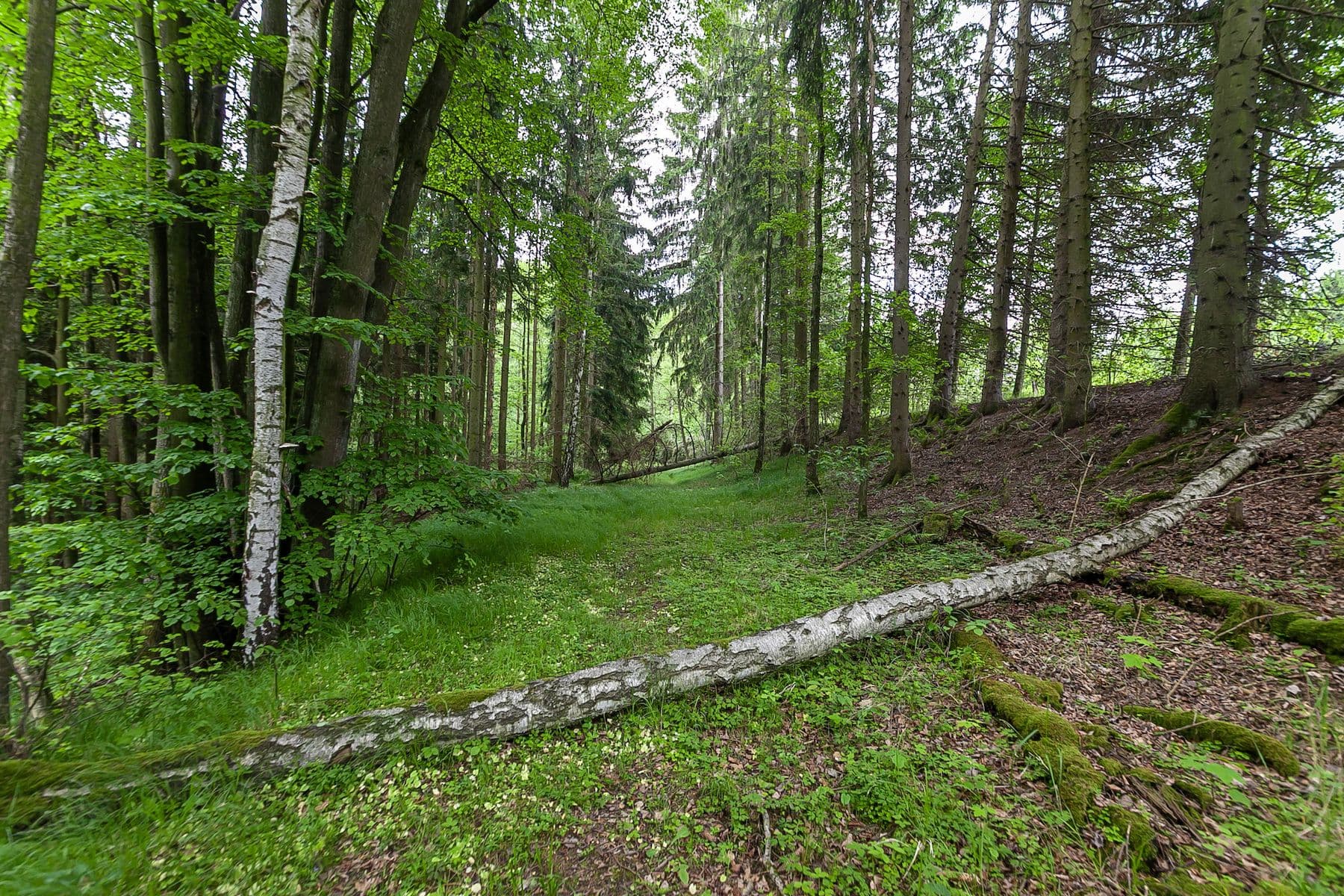 Predaj pozemku 33.624 m², Předlánce, Višňová, Liberecký kraj Predaj pozemku 33.624 m², Předlánce, Višňová, Liberecký kraj