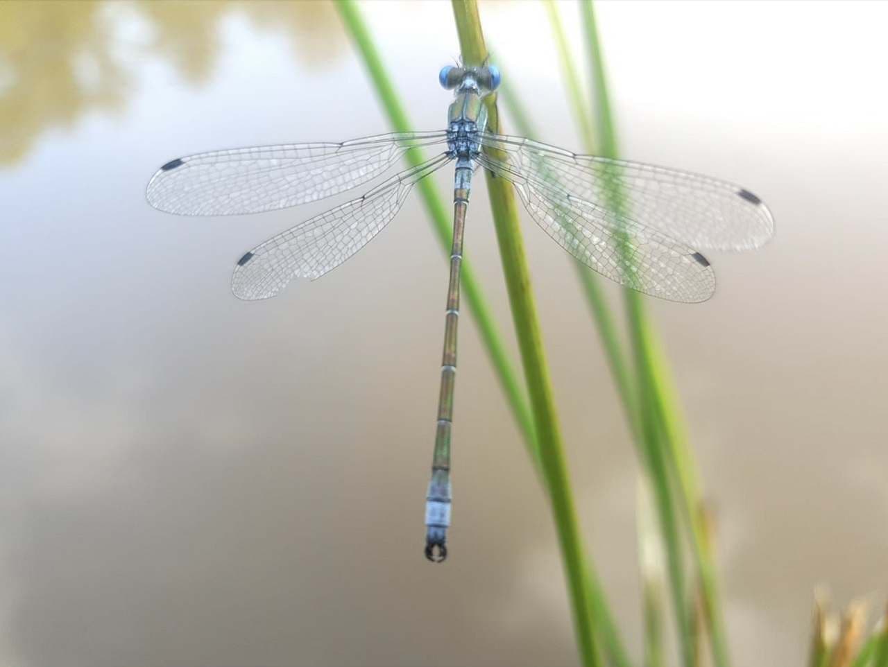 Prenájom rekreačného objektu, Třemešné, Plzeňský kraj Prenájom rekreačného objektu, Třemešné, Plzeňský kraj
