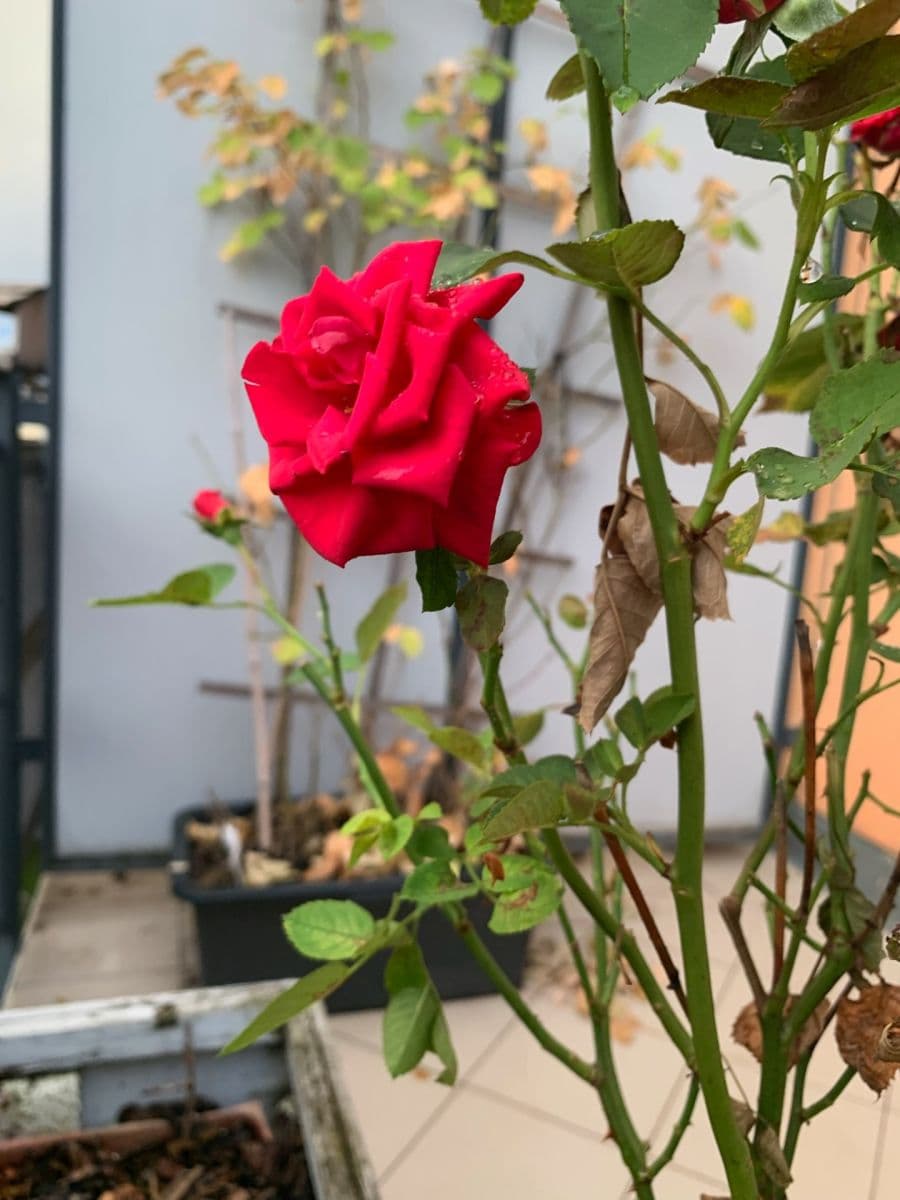 Prenájom bytu 2-izbový 48 m², Werichova, Praha, Praha Prenájom bytu 2-izbový 48 m², Werichova, Praha, Praha