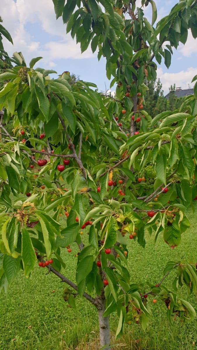 Predaj domu 200 m², pozemek 2.958 m², Ořechová, Mělník, Středočeský kraj Predaj domu 200 m², pozemek 2.958 m², Ořechová, Mělník, Středočeský kraj