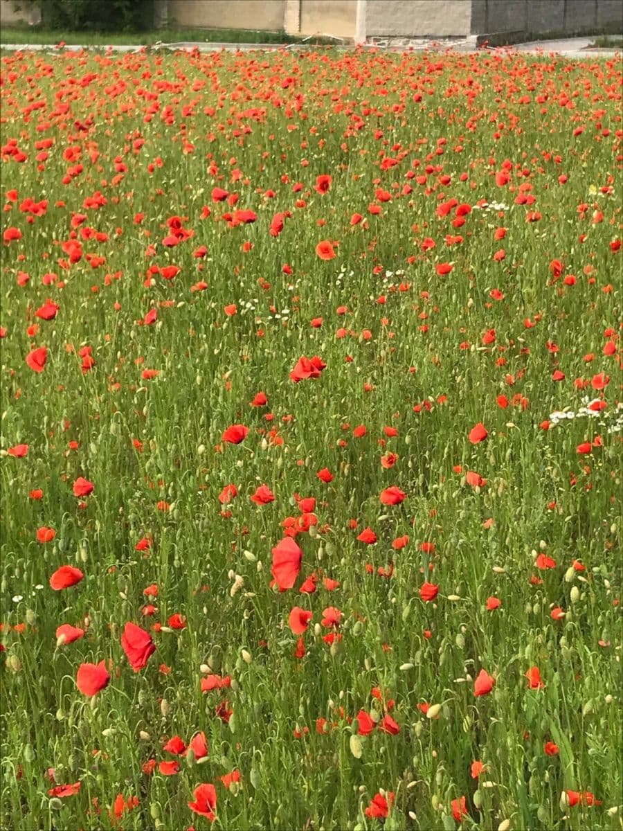 Predaj pozemku 962 m², Záhumenní, Slavkov, Moravskoslezský kraj Predaj pozemku 962 m², Záhumenní, Slavkov, Moravskoslezský kraj