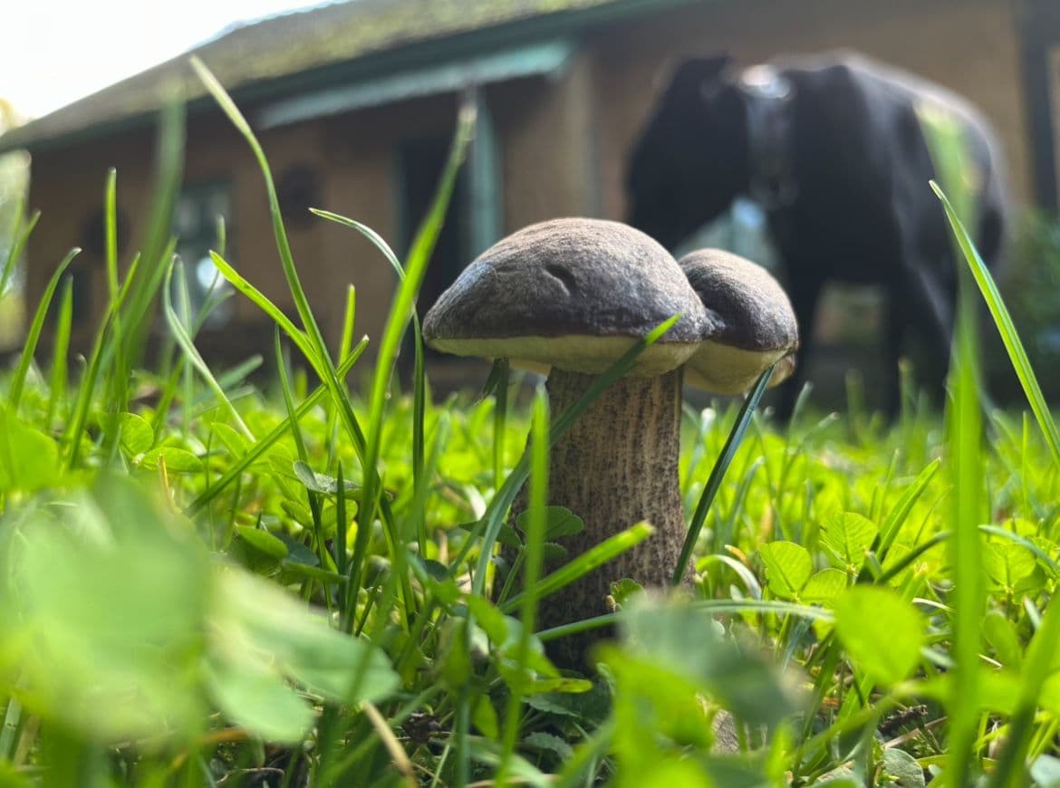 Predaj rekreačného objektu 90 m², pozemek 720 m², Trhová Kamenice, Pardubický kraj Predaj rekreačného objektu 90 m², pozemek 720 m², Trhová Kamenice, Pardubický kraj