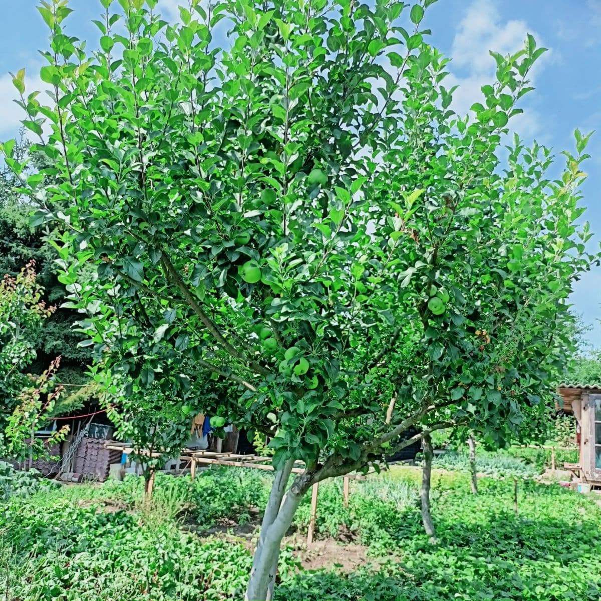 Predaj rekreačného objektu 30 m², pozemek 800 m², Velemín, Ústecký kraj Predaj rekreačného objektu 30 m², pozemek 800 m², Velemín, Ústecký kraj