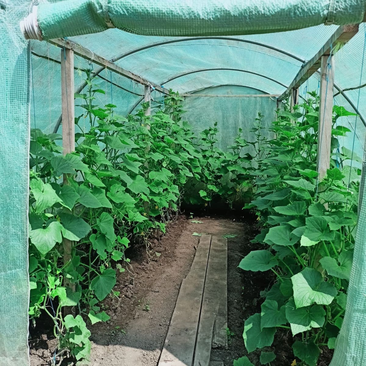 Predaj rekreačného objektu 30 m², pozemek 800 m², Velemín, Ústecký kraj Predaj rekreačného objektu 30 m², pozemek 800 m², Velemín, Ústecký kraj