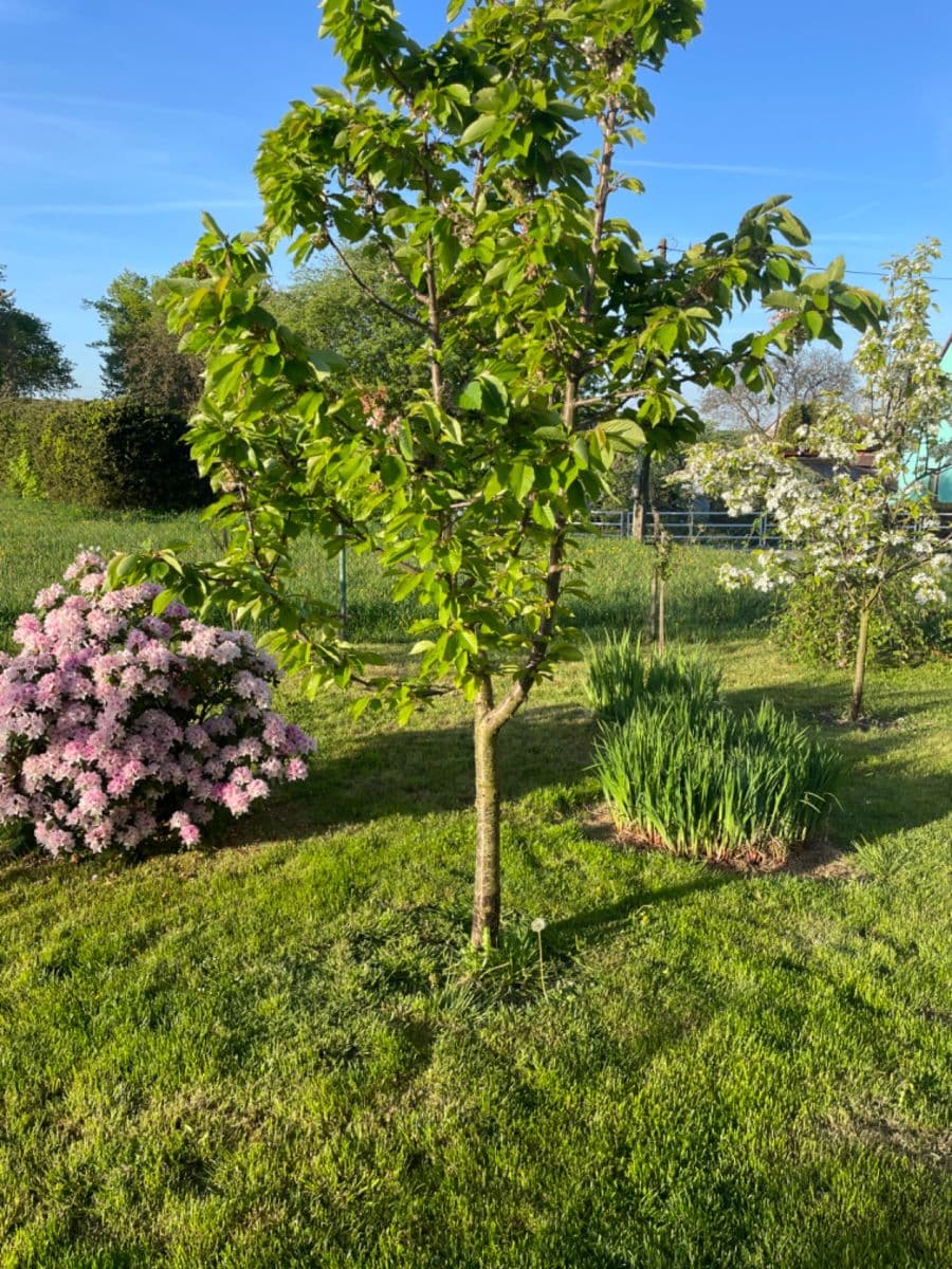 Predaj bytu 3-izbový 76 m², Hvozd, Středočeský kraj Predaj bytu 3-izbový 76 m², Hvozd, Středočeský kraj