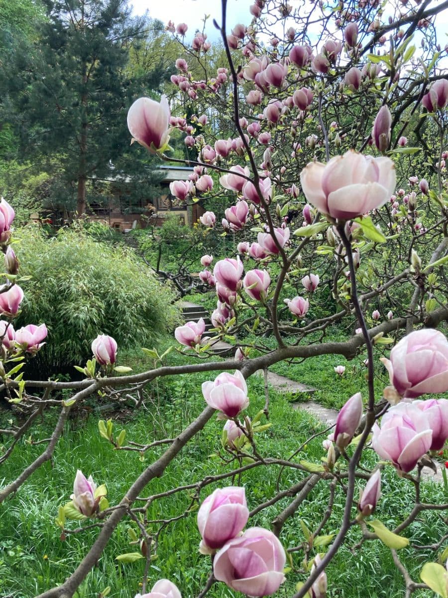 Predaj rekreačného objektu 74 m², pozemek 1 m², Brno, Jihomoravský kraj Predaj rekreačného objektu 74 m², pozemek 1 m², Brno, Jihomoravský kraj