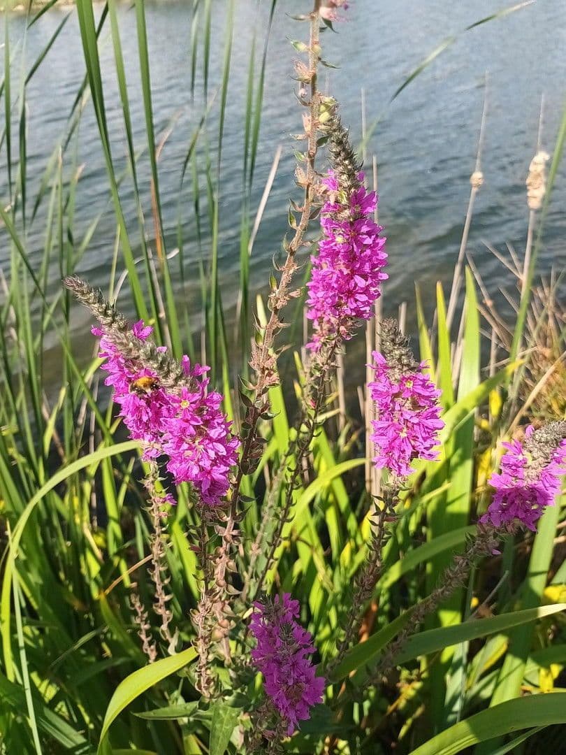 Predaj domu 235 m², pozemek 809 m², Lünne, Dolné Sasko Predaj domu 235 m², pozemek 809 m², Lünne, Dolné Sasko