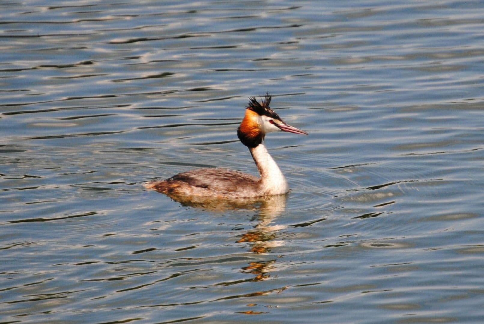 Predaj domu 235 m², pozemek 809 m², Lünne, Dolné Sasko Predaj domu 235 m², pozemek 809 m², Lünne, Dolné Sasko