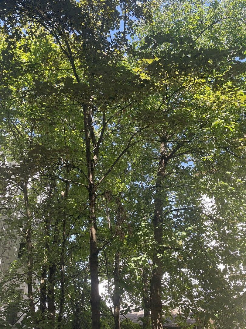 Prenájom bytu 4-izbový 130 m², Halberstädterstrasse 82, Magdeburg, Sasko-Anhaltsko Prenájom bytu 4-izbový 130 m², Halberstädterstrasse 82, Magdeburg, Sasko-Anhaltsko