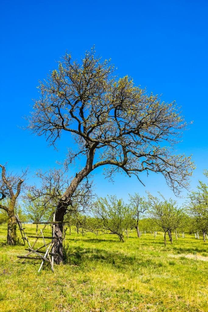 Predaj pozemku 27.670 m², Louka, Jihomoravský kraj Predaj pozemku 27.670 m², Louka, Jihomoravský kraj