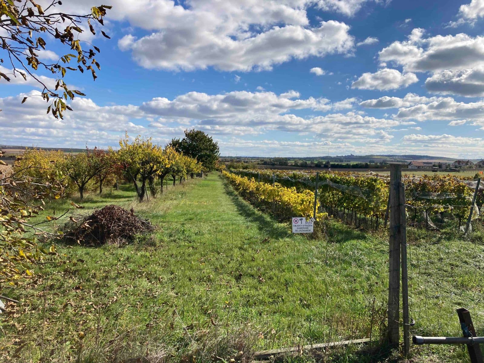 Predaj pozemku 5.111 m², Šakvice, Jihomoravský kraj Predaj pozemku 5.111 m², Šakvice, Jihomoravský kraj