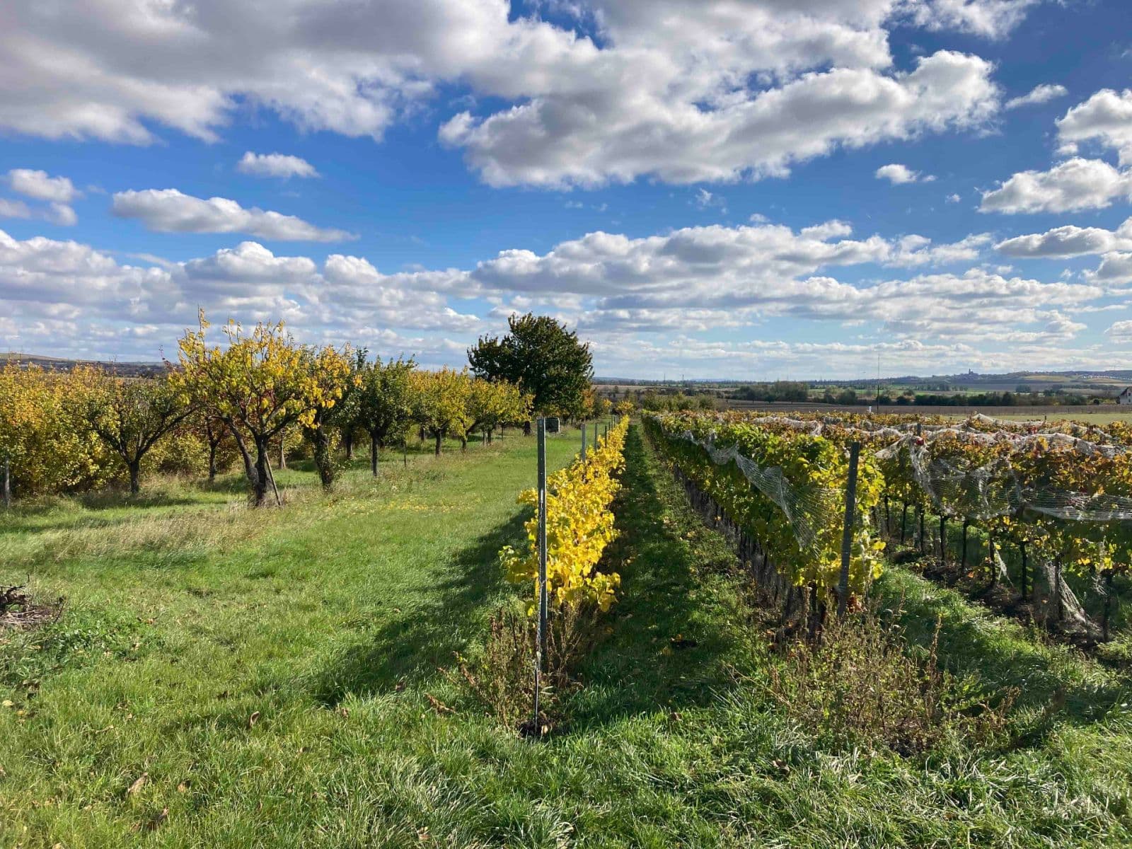 Predaj pozemku 5.111 m², Šakvice, Jihomoravský kraj Predaj pozemku 5.111 m², Šakvice, Jihomoravský kraj