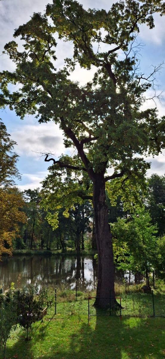 Predaj pozemku 887 m², Kojetice, Středočeský kraj Predaj pozemku 887 m², Kojetice, Středočeský kraj