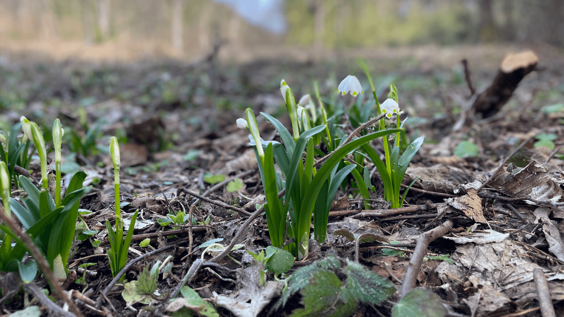 Predaj pozemku 2.300 m², Hluboká nad Vltavou, Jihočeský kraj Predaj pozemku 2.300 m², Hluboká nad Vltavou, Jihočeský kraj