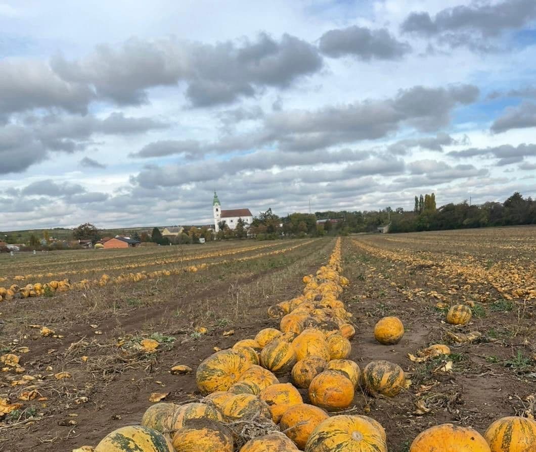 Predaj pozemku 1.031 m², Im Eislauf, Unterretzbach, Dolné Rakúsko Predaj pozemku 1.031 m², Im Eislauf, Unterretzbach, Dolné Rakúsko