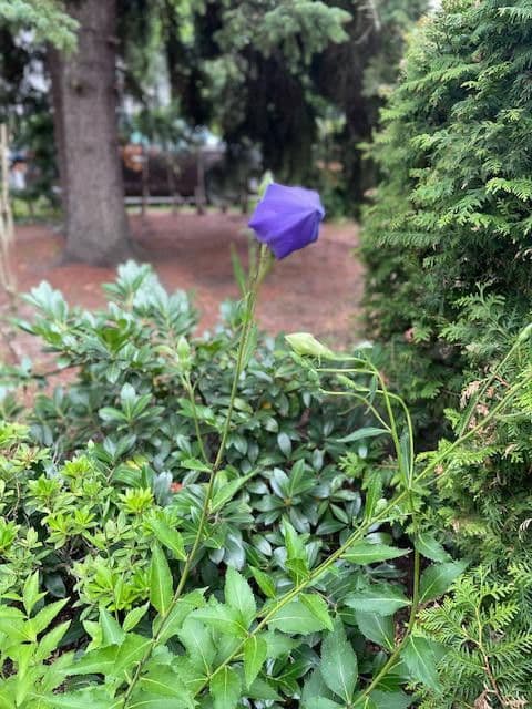 Predaj domu 90 m², pozemek 450 m², Berlin, Berlín Predaj domu 90 m², pozemek 450 m², Berlin, Berlín