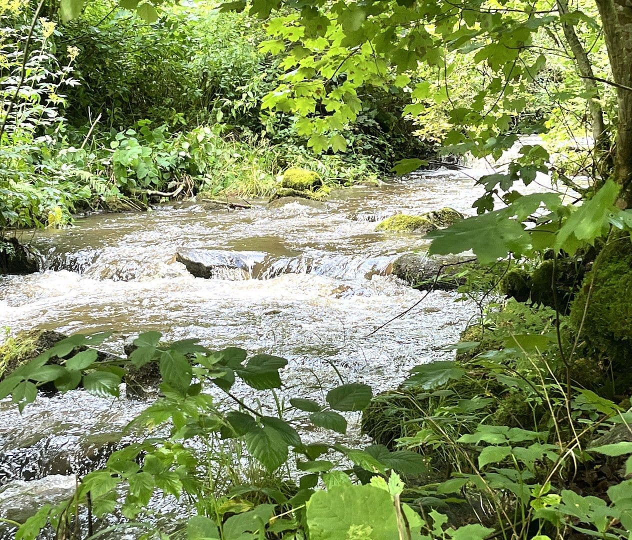 Predaj domu 263 m², pozemek 17.301 m², Wildschapbachstraße 6, Bad Rippoldsau-Schapbach, Bádensko-Wurttembersko Predaj domu 263 m², pozemek 17.301 m², Wildschapbachstraße 6, Bad Rippoldsau-Schapbach, Bádensko-Wurttembersko