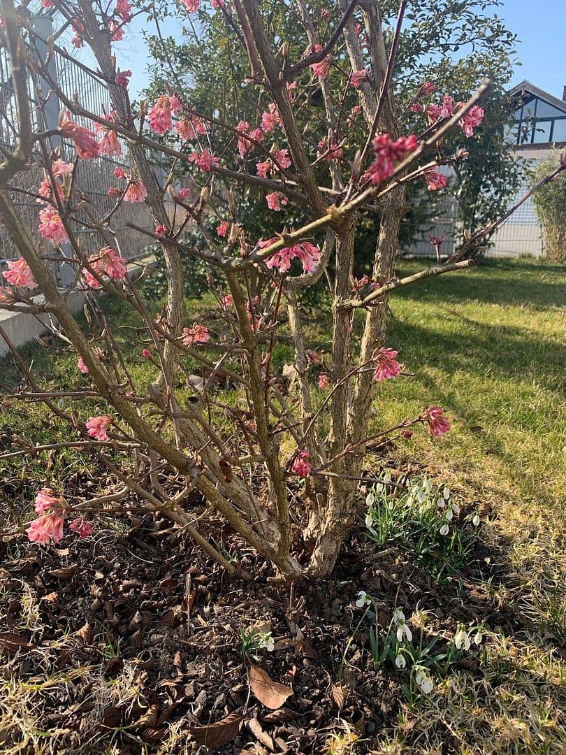 Predaj domu 150 m², pozemek 399 m², Kirchentellinsfurt, Bádensko-Wurttembersko Predaj domu 150 m², pozemek 399 m², Kirchentellinsfurt, Bádensko-Wurttembersko