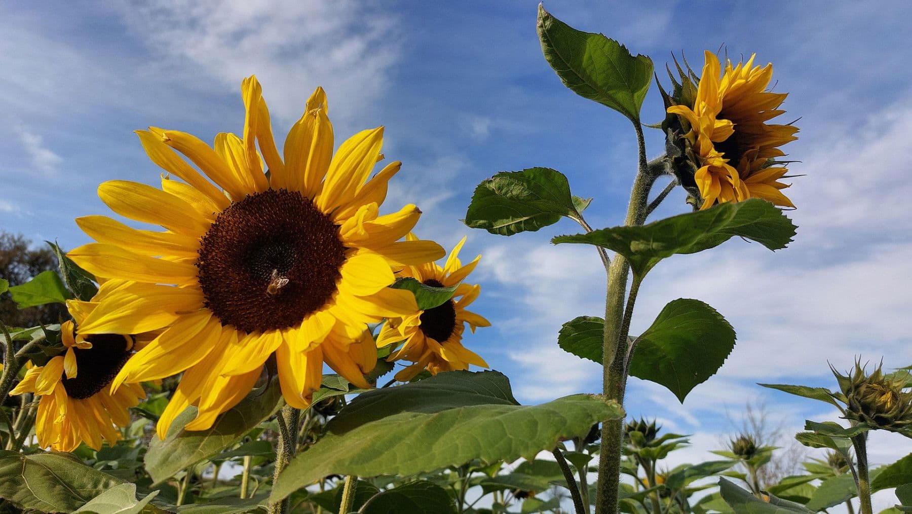 Predaj domu 180 m², pozemek 850 m², Finkenweg 16, Calw, Bádensko-Wurttembersko Predaj domu 180 m², pozemek 850 m², Finkenweg 16, Calw, Bádensko-Wurttembersko