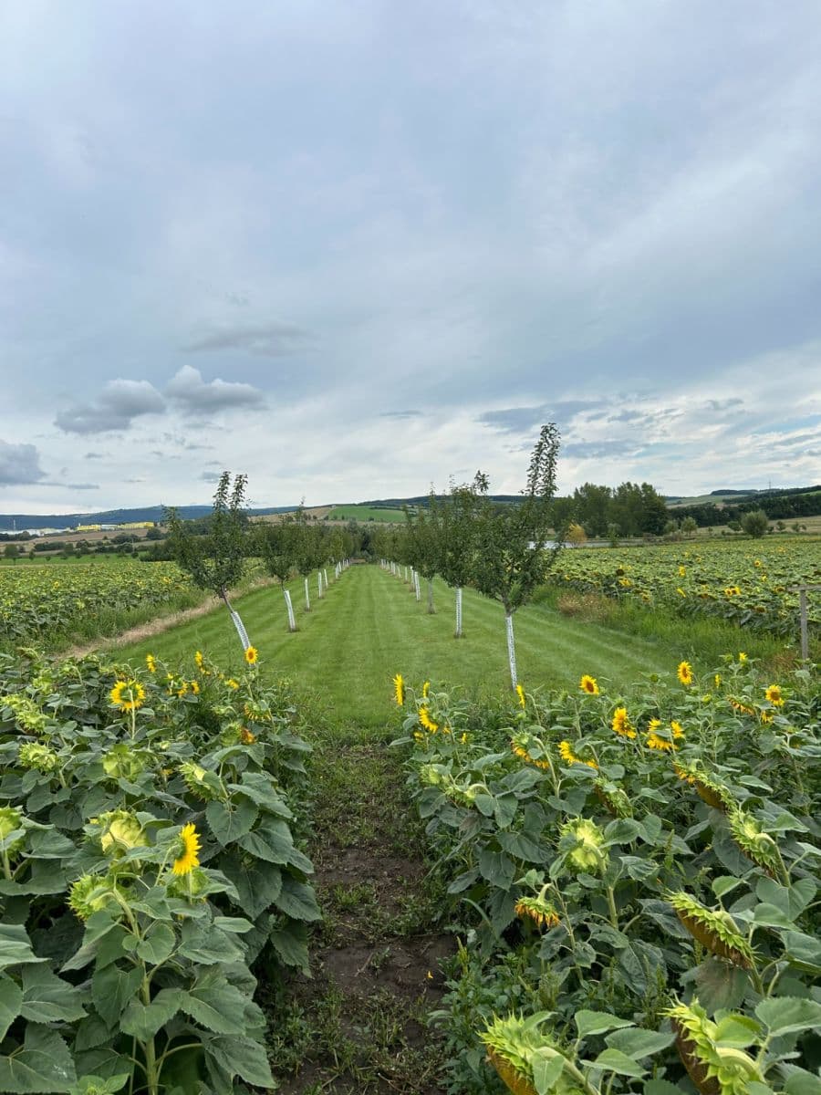 Predaj pozemku 2.899 m², Dolní Němčí, Zlínský kraj Predaj pozemku 2.899 m², Dolní Němčí, Zlínský kraj