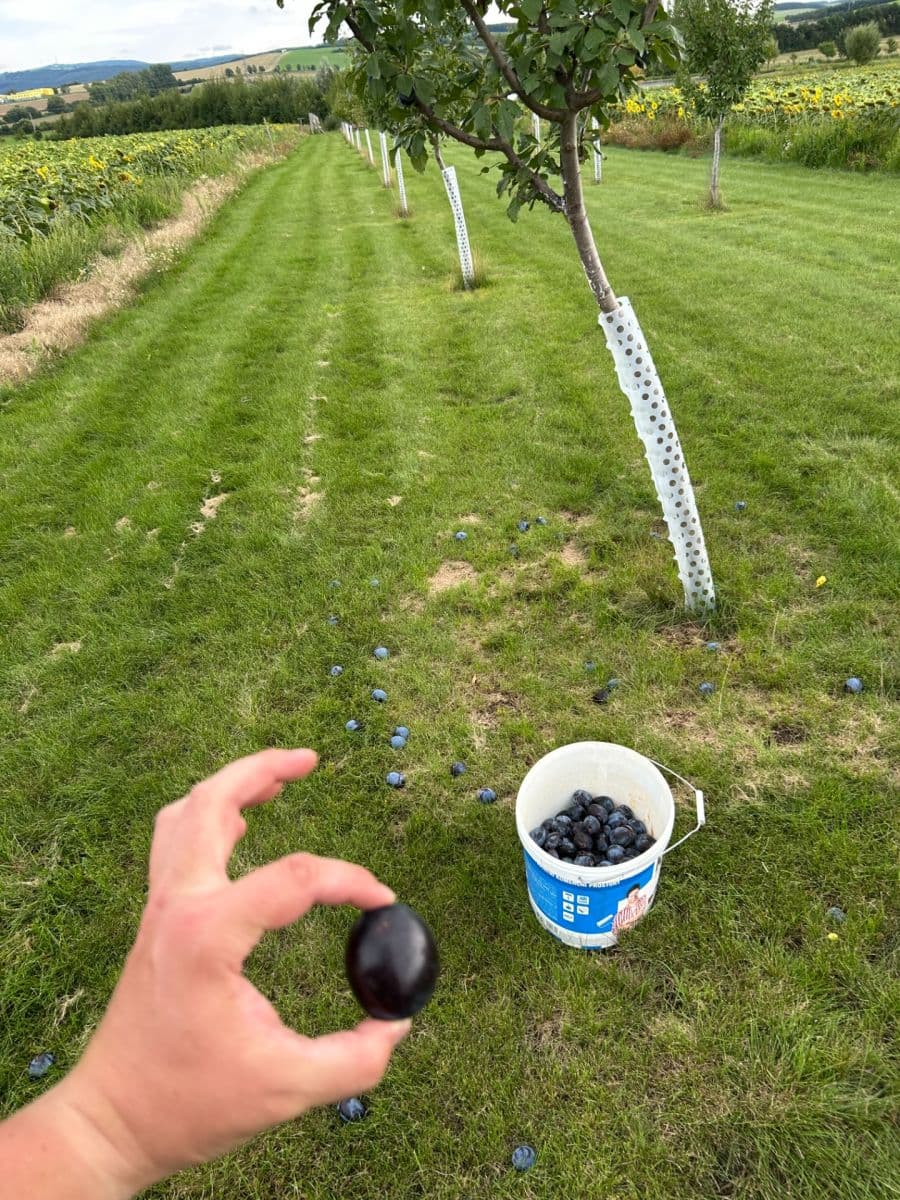 Predaj pozemku 2.899 m², Dolní Němčí, Zlínský kraj Predaj pozemku 2.899 m², Dolní Němčí, Zlínský kraj