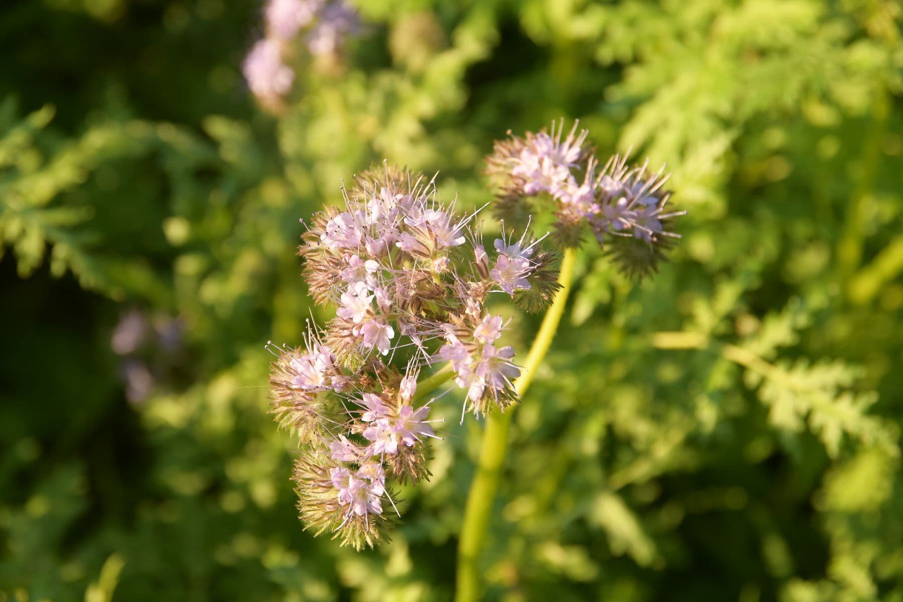 Predaj pozemku 19.000 m², Heřmaničky, Středočeský kraj Predaj pozemku 19.000 m², Heřmaničky, Středočeský kraj