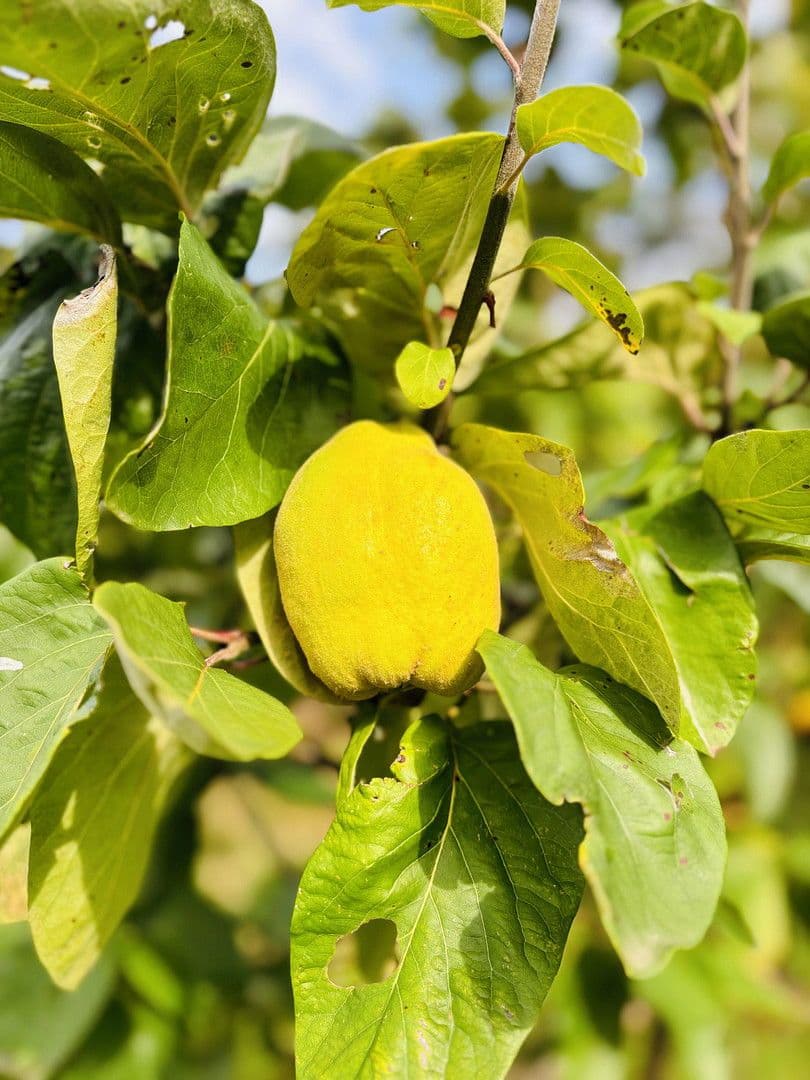 Predaj pozemku 701 m², Lohrberg, Seckbach, Frankfurt am Main, Hesensko Predaj pozemku 701 m², Lohrberg, Seckbach, Frankfurt am Main, Hesensko