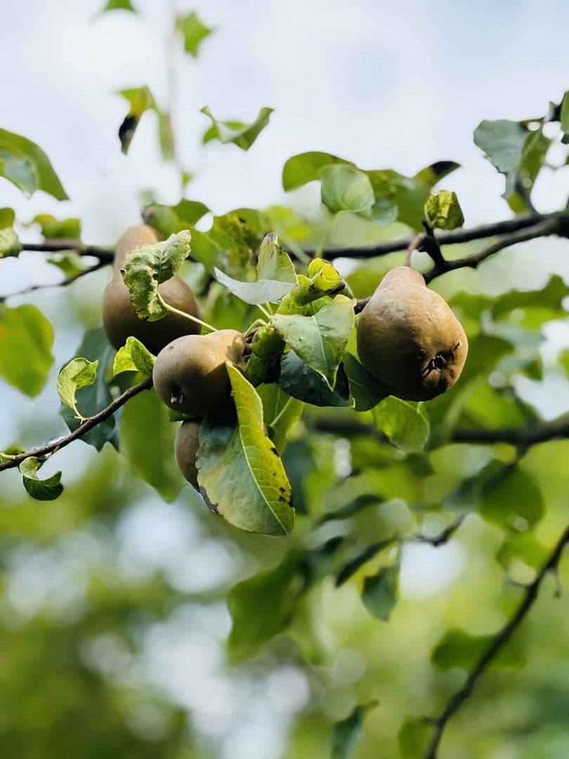 Predaj pozemku 701 m², Lohrberg, Seckbach, Frankfurt am Main, Hesensko Predaj pozemku 701 m², Lohrberg, Seckbach, Frankfurt am Main, Hesensko