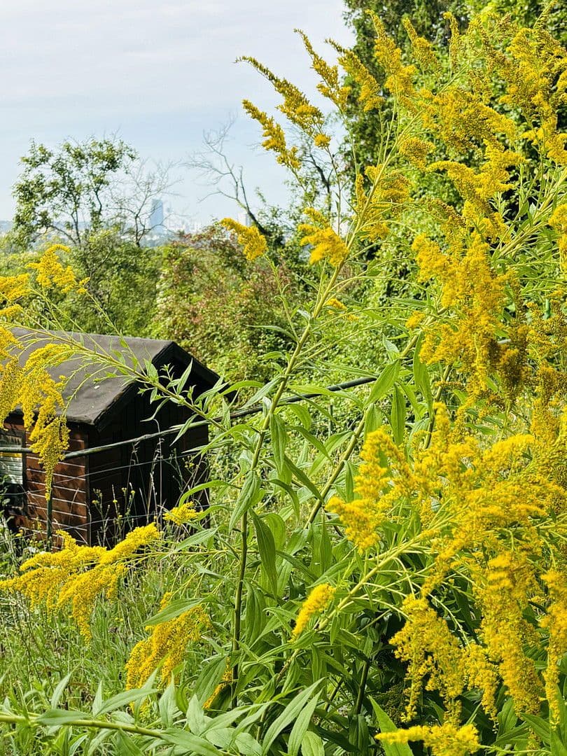 Predaj pozemku 701 m², Lohrberg, Seckbach, Frankfurt am Main, Hesensko Predaj pozemku 701 m², Lohrberg, Seckbach, Frankfurt am Main, Hesensko