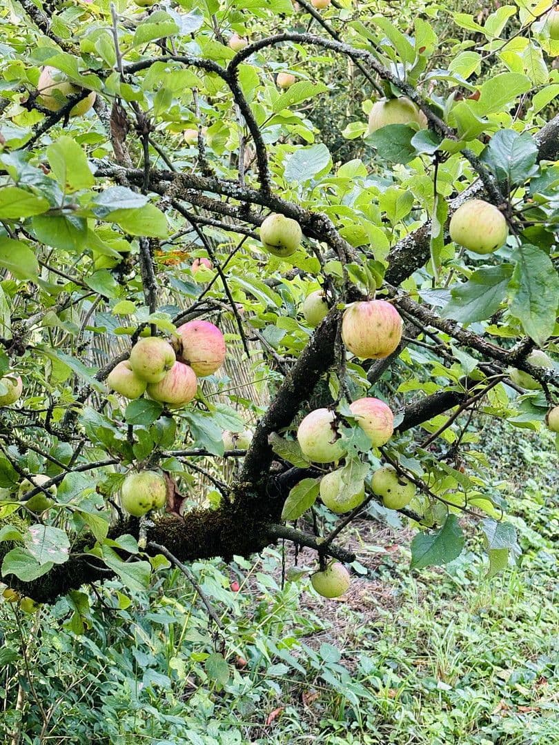 Predaj pozemku 701 m², Lohrberg, Seckbach, Frankfurt am Main, Hesensko Predaj pozemku 701 m², Lohrberg, Seckbach, Frankfurt am Main, Hesensko