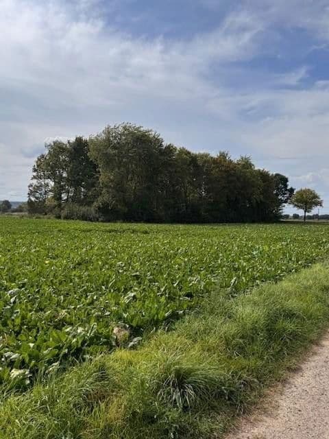 Predaj pozemku 5.696 m², Hauptstr.103, Beckedorf, Dolné Sasko Predaj pozemku 5.696 m², Hauptstr.103, Beckedorf, Dolné Sasko