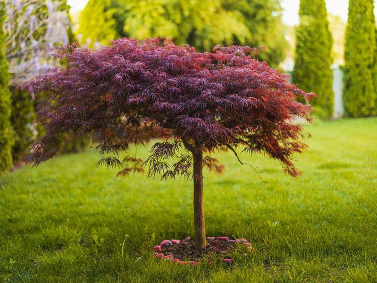 Predaj domu 131 m², pozemek 521 m², Höpenweg 9, Seevetal, Dolné Sasko Predaj domu 131 m², pozemek 521 m², Höpenweg 9, Seevetal, Dolné Sasko