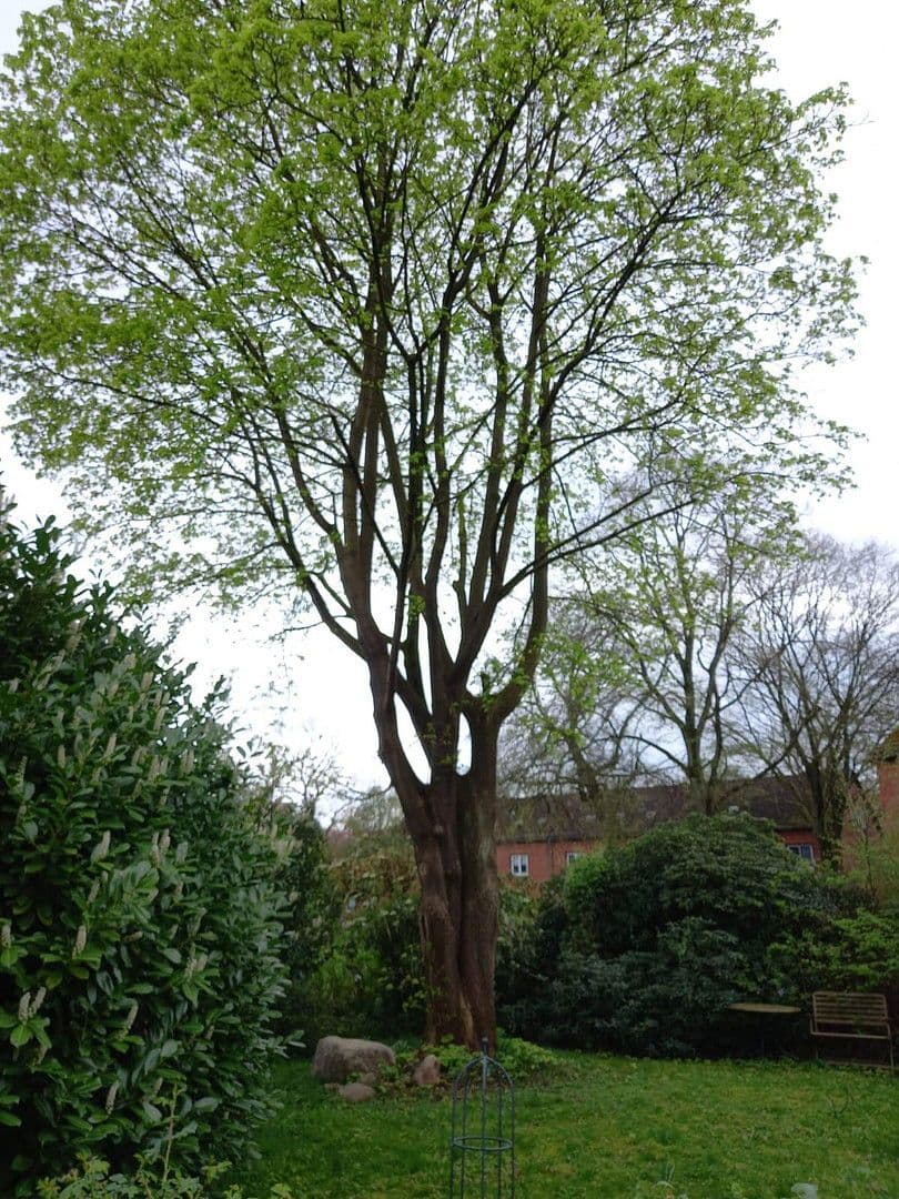 Predaj domu 114 m², pozemek 768 m², Bremen St. Magnus, Brémy Predaj domu 114 m², pozemek 768 m², Bremen St. Magnus, Brémy