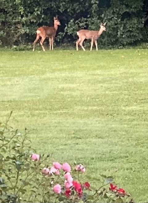 Predaj domu 173 m², pozemek 3.994 m², Eutin, Šlezvicko-Holštajnsko Predaj domu 173 m², pozemek 3.994 m², Eutin, Šlezvicko-Holštajnsko