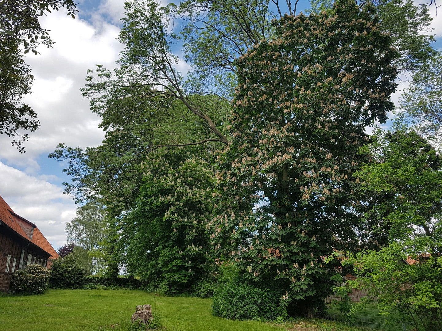 Predaj domu 210 m², pozemek 6.624 m², Zum Kirchplatz 14, Bleckede, Dolné Sasko Predaj domu 210 m², pozemek 6.624 m², Zum Kirchplatz 14, Bleckede, Dolné Sasko