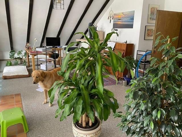 Prenájom domu 193 m², pozemek 580 m², Haschbach am Remigiusberg, Porýnie-Falcko Prenájom domu 193 m², pozemek 580 m², Haschbach am Remigiusberg, Porýnie-Falcko