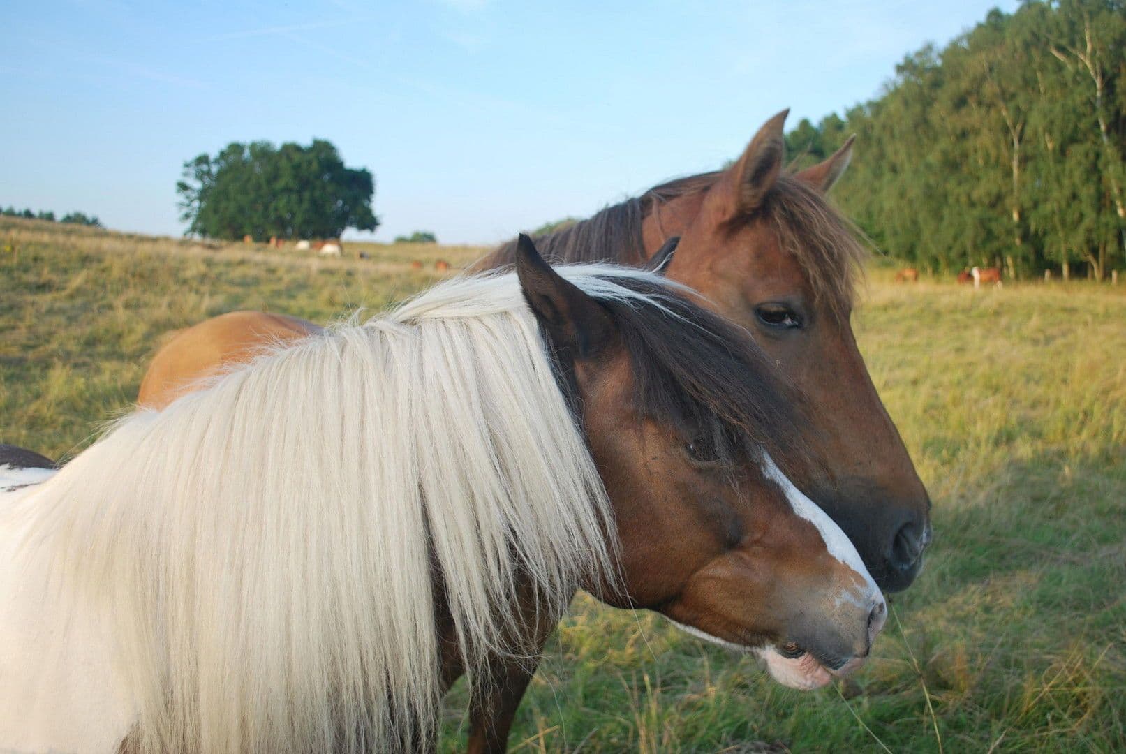 Predaj domu 91 m², pozemek 1.000 m², Zur Lenzer Höh 6, Haus 13, Fünfseen, Meklenbursko-Predpomoransko Predaj domu 91 m², pozemek 1.000 m², Zur Lenzer Höh 6, Haus 13, Fünfseen, Meklenbursko-Predpomoransko