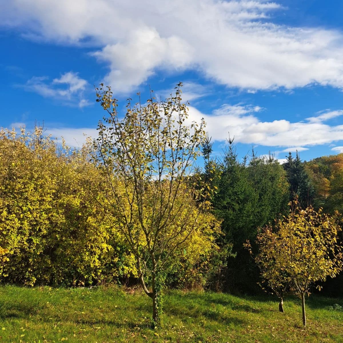 Predaj pozemku 1.904 m², Svinaře, Středočeský kraj Predaj pozemku 1.904 m², Svinaře, Středočeský kraj