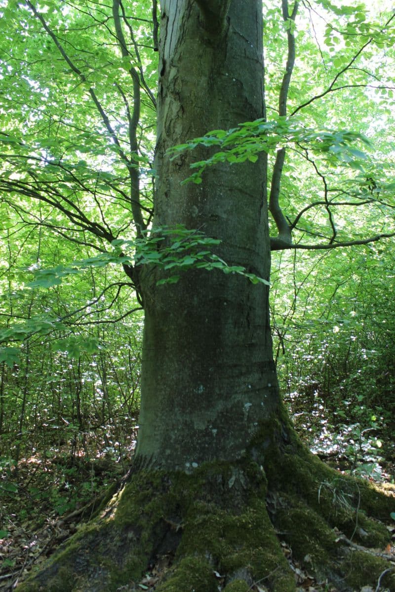 Predaj pozemku 32.570 m², Bojkovice, Zlínský kraj Predaj pozemku 32.570 m², Bojkovice, Zlínský kraj