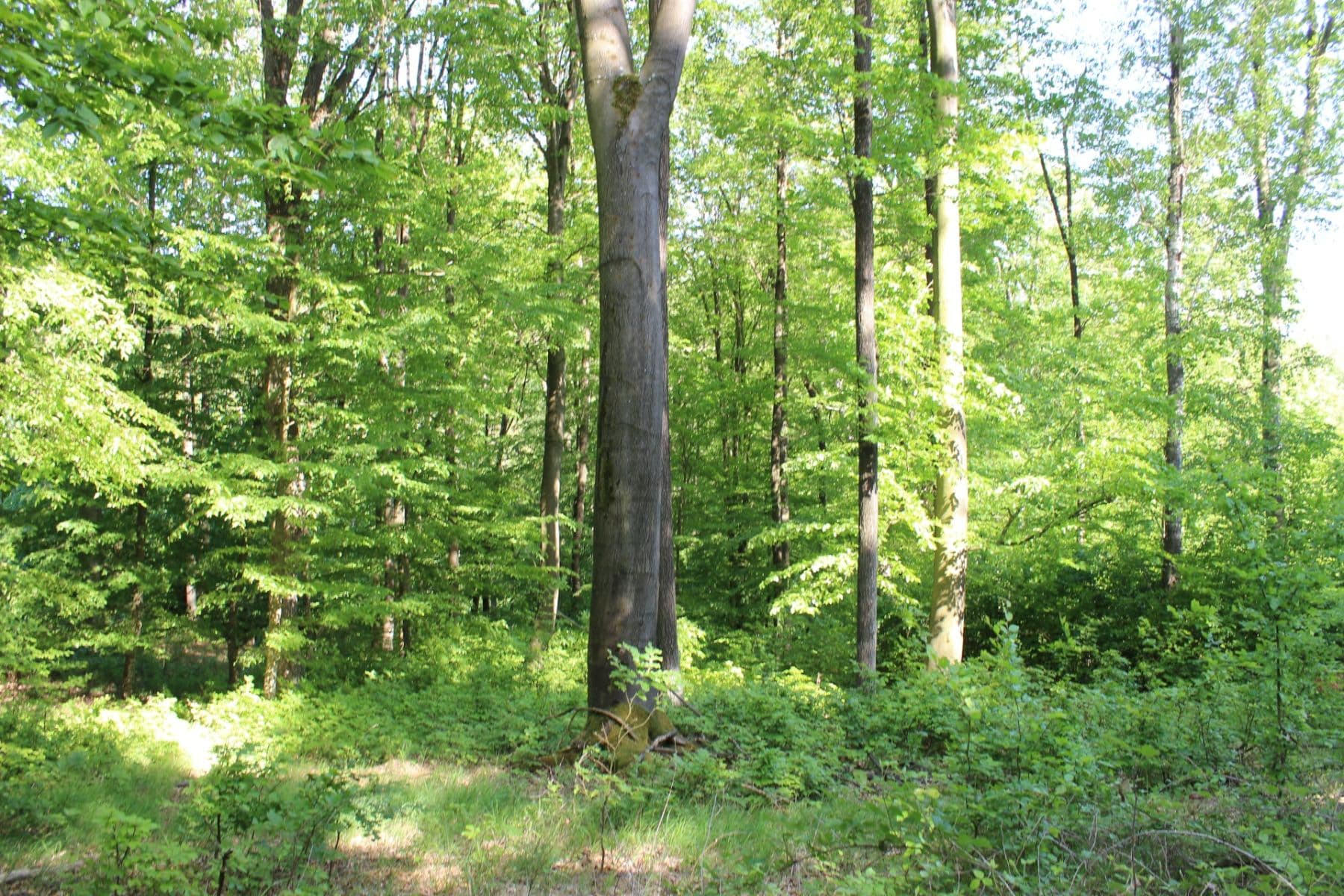 Predaj pozemku 32.570 m², Bojkovice, Zlínský kraj Predaj pozemku 32.570 m², Bojkovice, Zlínský kraj