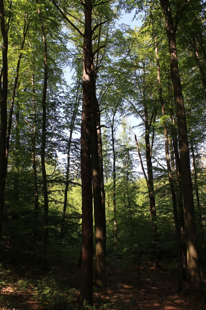 Predaj pozemku 32.570 m², Bojkovice, Zlínský kraj Predaj pozemku 32.570 m², Bojkovice, Zlínský kraj