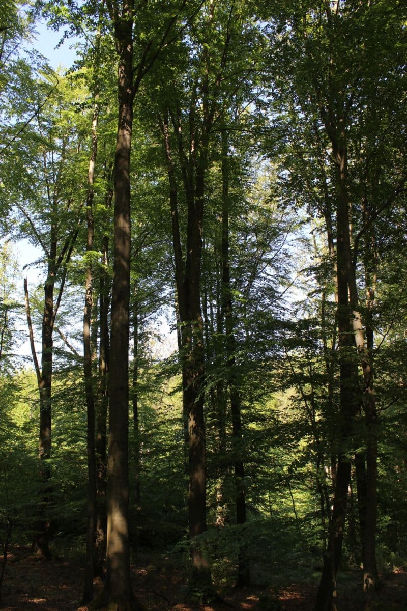 Predaj pozemku 32.570 m², Bojkovice, Zlínský kraj Predaj pozemku 32.570 m², Bojkovice, Zlínský kraj