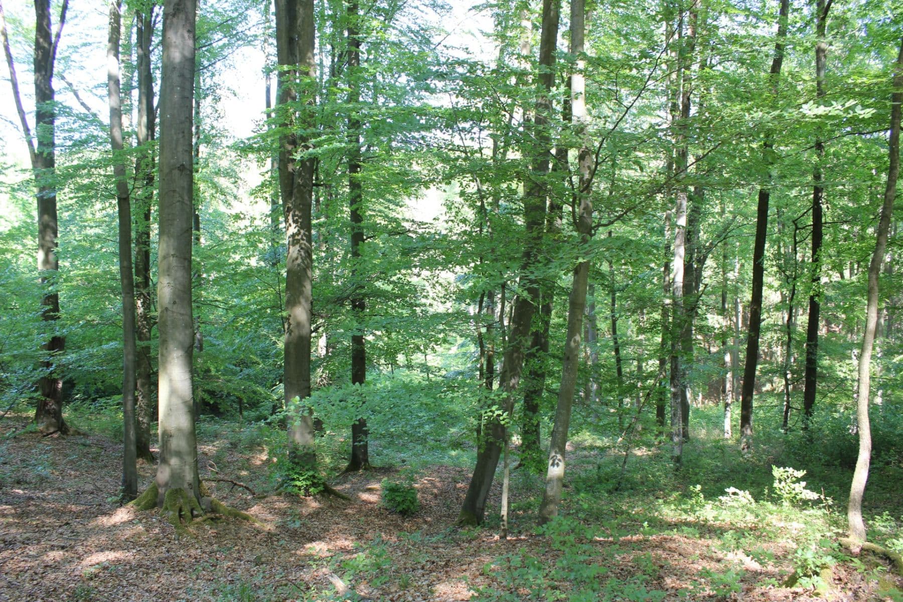 Predaj pozemku 32.570 m², Bojkovice, Zlínský kraj Predaj pozemku 32.570 m², Bojkovice, Zlínský kraj