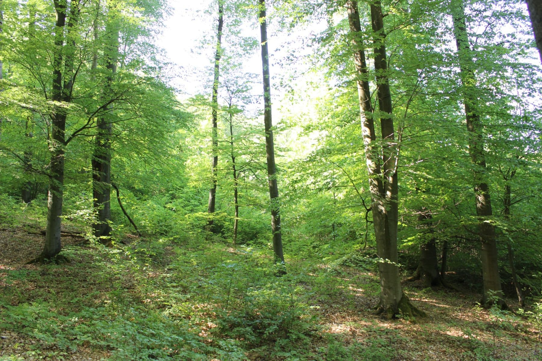 Predaj pozemku 32.570 m², Bojkovice, Zlínský kraj Predaj pozemku 32.570 m², Bojkovice, Zlínský kraj